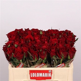 Róża ever red 50/50 lolomarik
