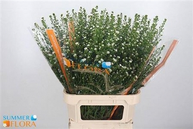 Aster paquita 80cm