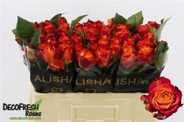 Róża atomic 50/60 alisha