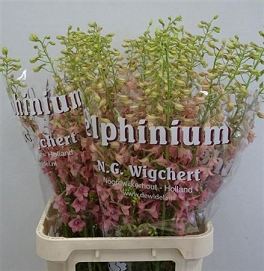Delphinium el pink sensation 95cm
