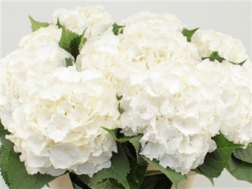 Hydrangea white verna 80cm