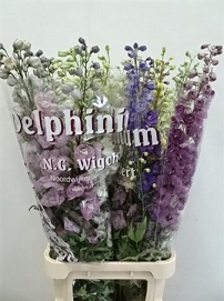 Delphinium du mix 120cm