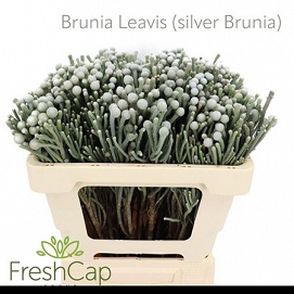 Brunia laevis 50cm