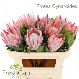 Protea cyranoides 70cm