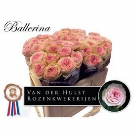 Róża bal summerhause 50/40 hulst