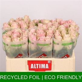 Róża athena pink 50/80 timaflor