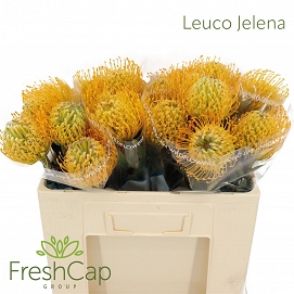 Leucospermum jelena 50cm