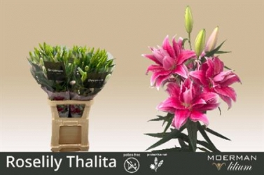 Lilium or du Rl Thalita 100cm