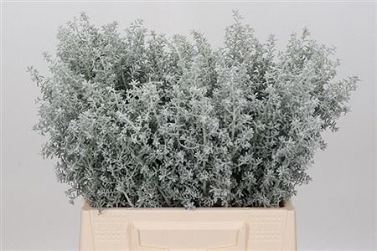 Kochia scoparia 40cm