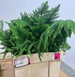 Auracaria per bunch 60cm