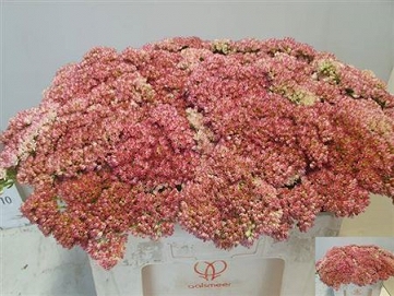 Sedum spectabile 60cm