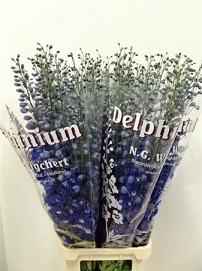 Delphinium du dewi blue star 130cm