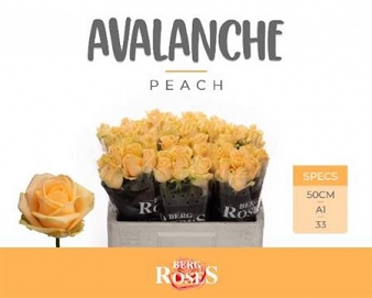 Róża avalanche peach 50/60 van den berg