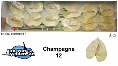 Anthurium champagne 12